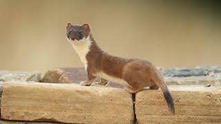 Bandita The Super Stoat Mum Raises Cute Kits | Discover Wildlife | Robert E Fuller