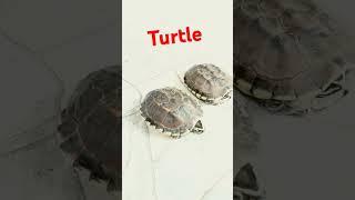 Turtle#turtles #turtledoves ##shorts