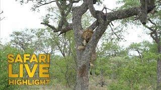 Unusual Sight of a Lion Climbing a Tree