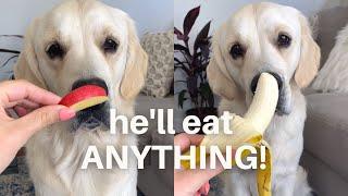 Golden Retriever Tastes Different Foods