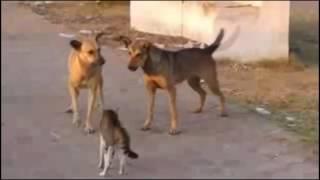 КОТЫ НАПАДАЮТ НА СОБАК   Crazy Cat Attacks Dog   Подборка приколов #4   Опасные