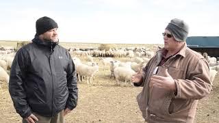 Benefits of accelerated sheep production