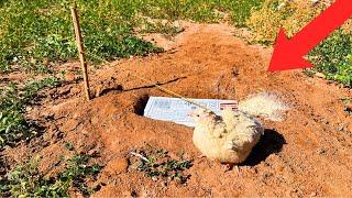 Easy Underground Quail Trap Using Cardboard Box - Simple Quick Bird Trap