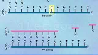 Addition & Deletion Mutations