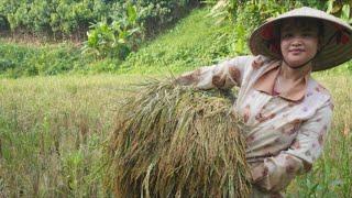 Rural life, Rice harvesting, animal husbandry, gardening. Start a new journey