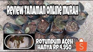 Review tanaman online-Aglonema Rotundum Aceh (Pengalaman beli tanaman online)