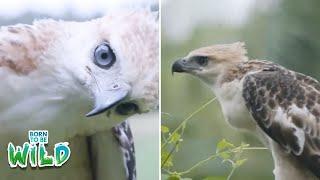 North Philippine Hawk Eagle, pabalik-balik sa pangangalaga ng isang residente?! | Born to Be Wild