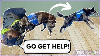 Service Dog Task Training: "Go Get Help!" (for Medical Response & Psychiatric Service Dogs)