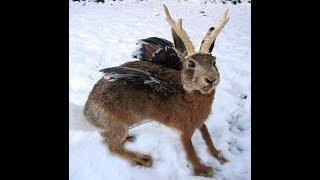 Monsterjagt der Wolpertinger (blödsinn muss sein)