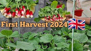 First Harvest 2024 | Shoker Bagan uk 