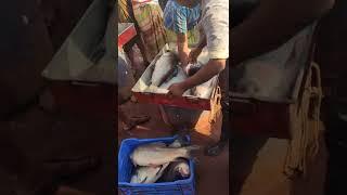 Big Fish Selling || Agro Shop Bangladesh