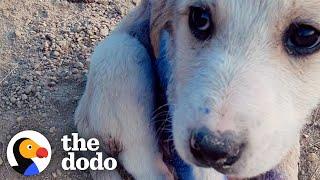 Couple Finds Tiny Puppy On A Mountain Covered In Blue "Paint" | The Dodo Faith = Restored