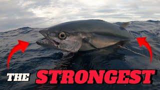 DOGTOOTH TUNA || SPEARFISHING PHILIPPINES || BANTON ROMBLON || MEL SPEARFISHING TV!