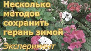 Несколько способов сохранить герань (пеларгонию) зимой и размножить. Эксперимент с обойным клеем