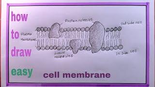 how to draw plasma membrane/cell membrane drawing