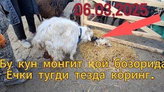 МАНГИТ ҚОЙ КОЗИ НАРХЛАРИ06,03,2025 бугун бозорда ечки тугди тезда коринг.