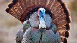 You Like Turkey