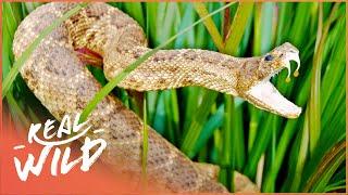 How Deadly Animal Use Their Weapons: Venom, Poison and Survival Tactics | Animal Armoury | Real Wild