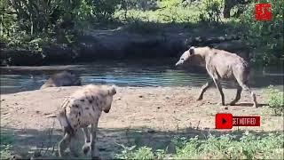 4 Spotted Hyenas Cooling Off at a Waterhole - Wildlife in Action