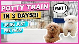 HOW TO POTTY TRAIN YOUR NEW PUPPY QUICKLY  Part 1: The Complete Process| The Poodle Mom