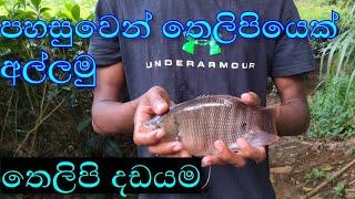 amazing fish catching | තෙලිපියෙක් අල්ලමු | River Fishing SRI Lanka 