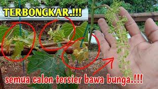 DENGAN 3 CARA INI.! ANGGUR CEPAT BERBUAH DAN LEBAT || puncak grape.