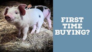 First time buying piglets—what to know before you go!