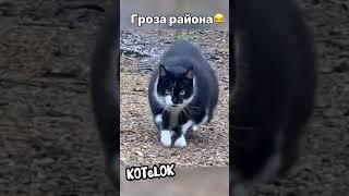 Это его точка#котики #shorts