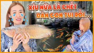 Bật mí toàn bộ dàn cá cưng của nhà em Như, ta nói xém xíu nữa là họa tới...