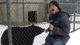 'Little bear' teaches CTV reporter a lesson to remember