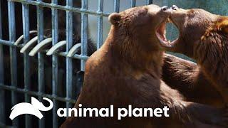 Ursos vão à manicure! | O Zoológico | Animal Planet Brasil