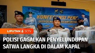 Penyelundupan Satwa Langka Digagalkan! Modus Bungkus Kardus Terungkap | Liputan 6