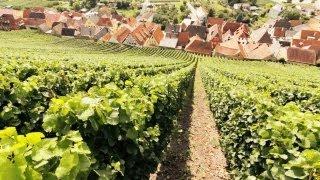 Schaumwein, Sekt, Champagner und Prosecco - Die Weinexperten