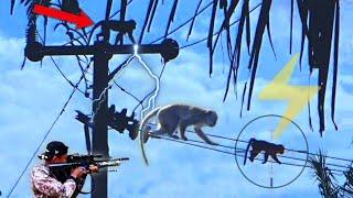 Makes you emotional..‼️ Shoot dead monkeys that are disturbing residents//Hunting wild monkeys