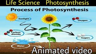 Process of photosynthesis animated video | life science | surya educations |