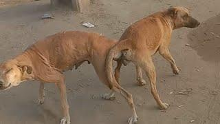 meeting of male and female dog amazing video Fantastic Dog Meeting