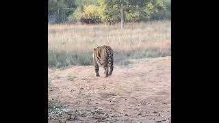 beast jhamole of bandhavgargh  #tigerreserve #wildlife #tiger #india #bigcats #panthera