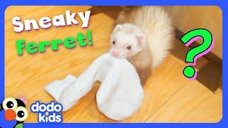 Where Is This Ferret Hiding Our Socks?? | Dodo Kids | Mystery Animals