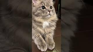 This kitten so adorable #shorts AYO SUBSCRIBE, LET'S SUBSCRIBE Vamos SUSCRÍBETE