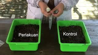 PRAK. KE-2. BIOREMEDIASI TANAH TERCEMAR LIMBAH - BIOTEK PERTANIAN (Lab. Biologi Tanah Faperta Unpad)