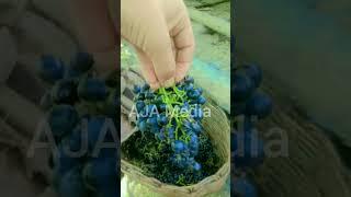 Grape  Chitral | Grape Birir Chitral beautiful | #chitral #travel #travelchitral 