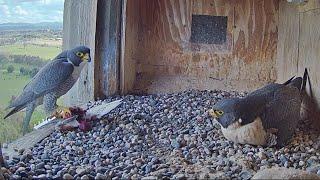 Xavier brings Lunch prey but Diamond does not accept | FalconCam Project | Oct 2, 2024