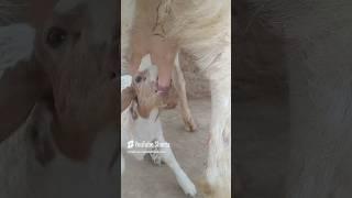 #breastfeeding #breastmilk #goat #goats #cow #milk #farming #baby #goatfarming #animals