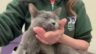 Bugs - adoptable kitty at Oshkosh Area Humane Society