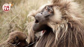 Funny Monkeys 2019 - Funny Monkeys Doing Stupid Things - Funniest Animals Videos 2019