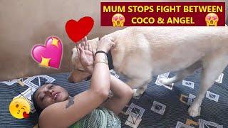 MUM STOPS A BIG FIGHT BETWEEN COCO & ANGEL | AFTER MUM RETURNS HOME | WATCH WHAT HAPPENS NEXT...