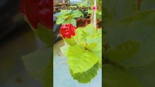 #hibiscus_flowers_garden #grafting #flowers_taricegarden #shorts #short #shortvideo #viral #viral