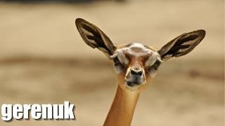 Gerenuk: The Weirdest Giraffe Antelope You’ve Never Heard Of!