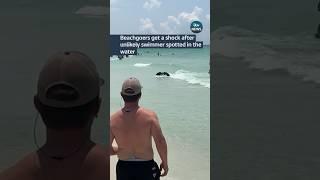 Beachgoers in Florida get a shock #itvnews #news #florida #swimming