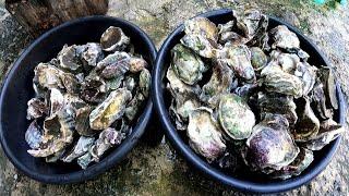 Ep. 249 Kinilaw na Talaba or Oyster!